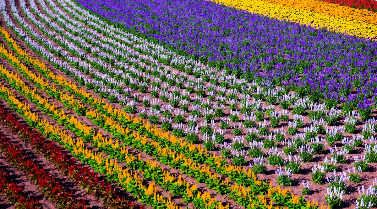 Furano Hokkaido