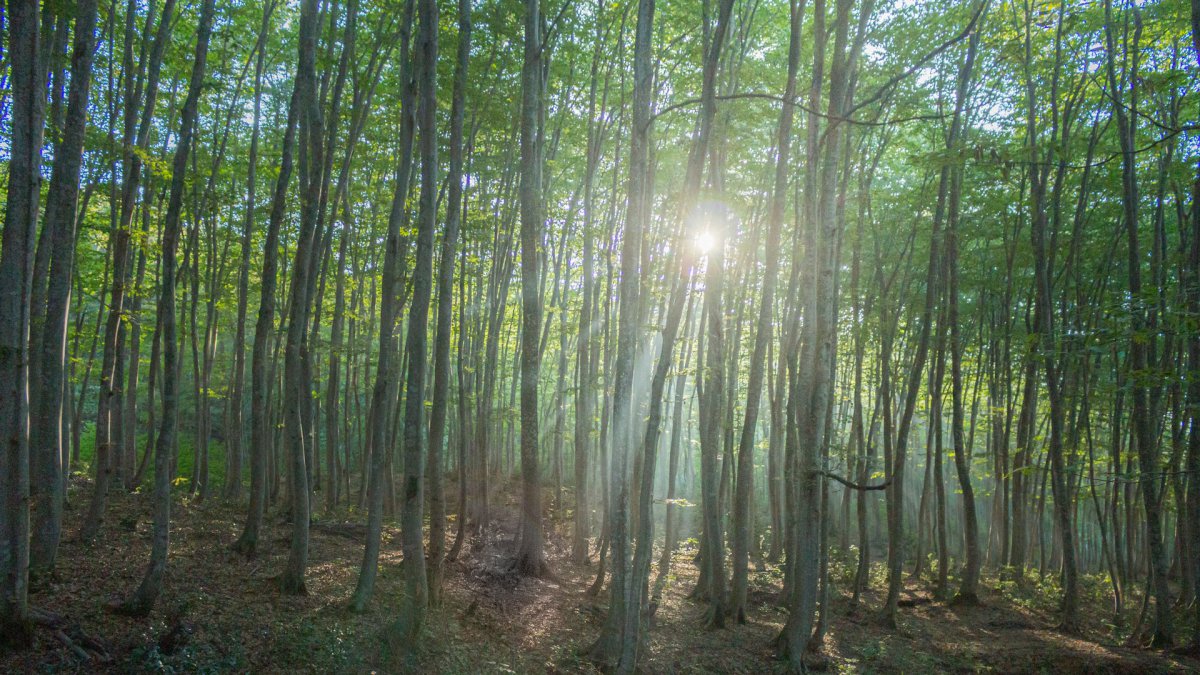 tokyo places to visit in summer