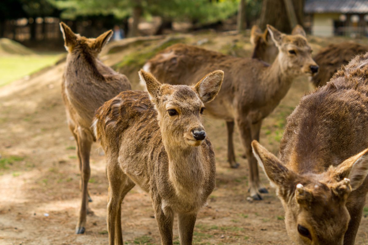 Cerf du parc de Nara