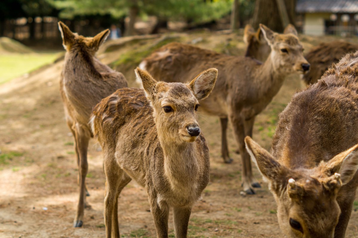 tourist attraction in nara japan