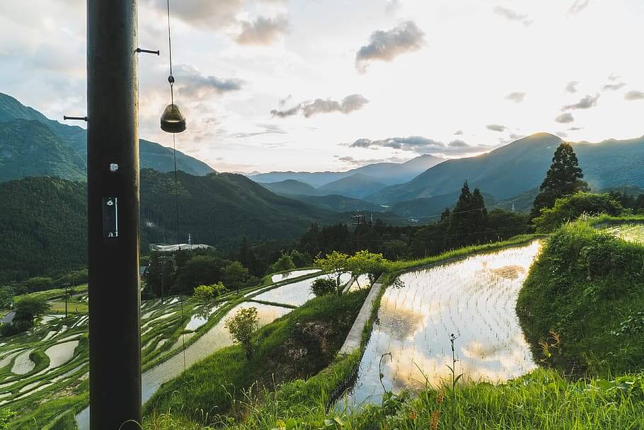 maruyama rice field