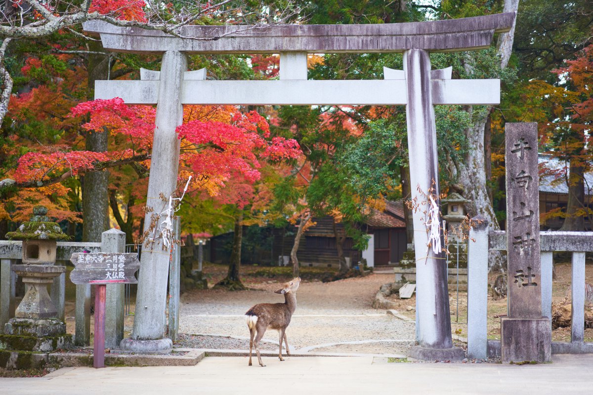 The First Emperor of Japan - Kashihara, Nara - Japan Travel