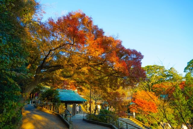 Kamakura autumn