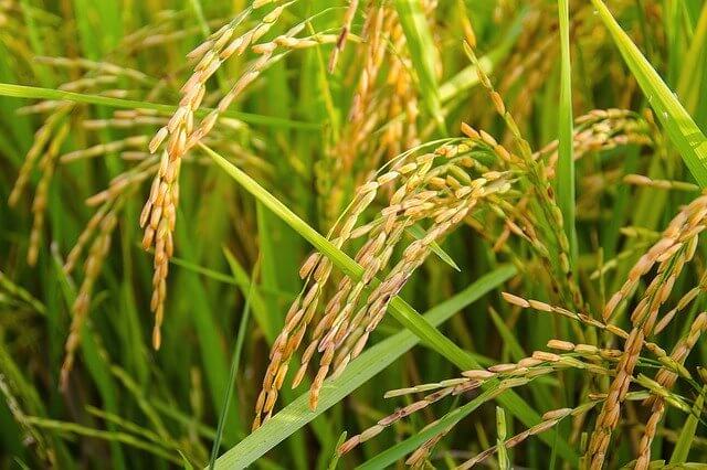 rice field