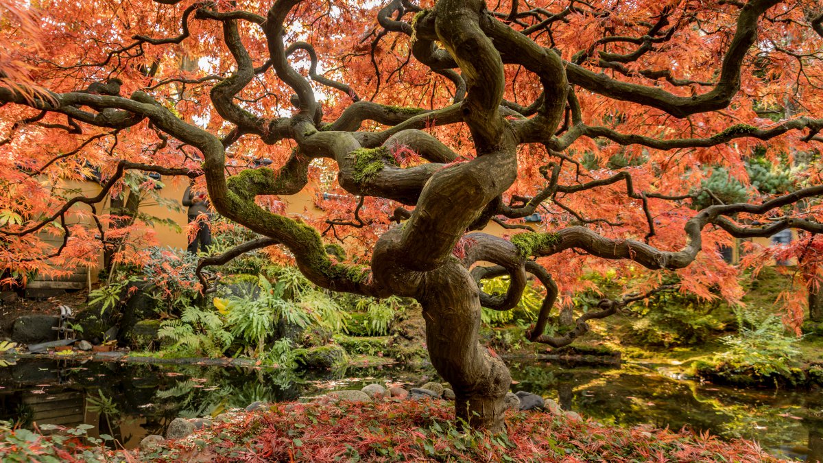 Autumn leaves Japan