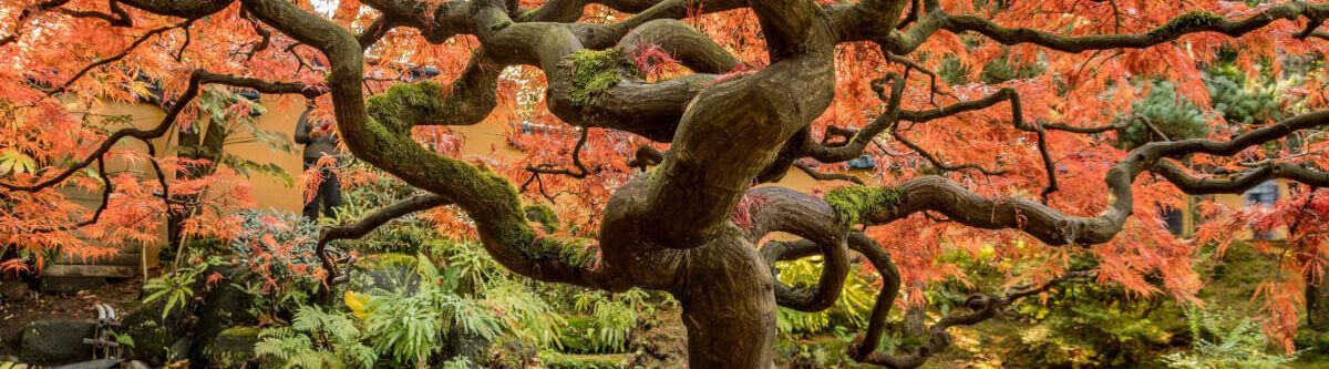 Places to see Autumn leaves Japan