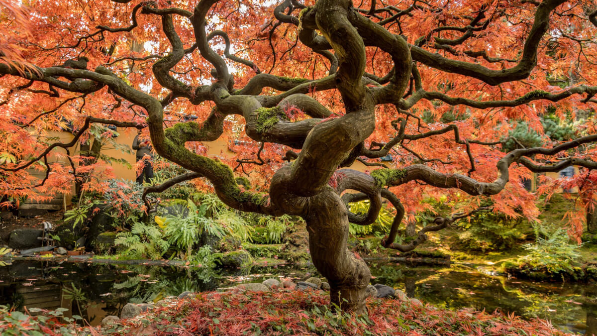 10 Places to See Autumn Leaves in Japan 1021
