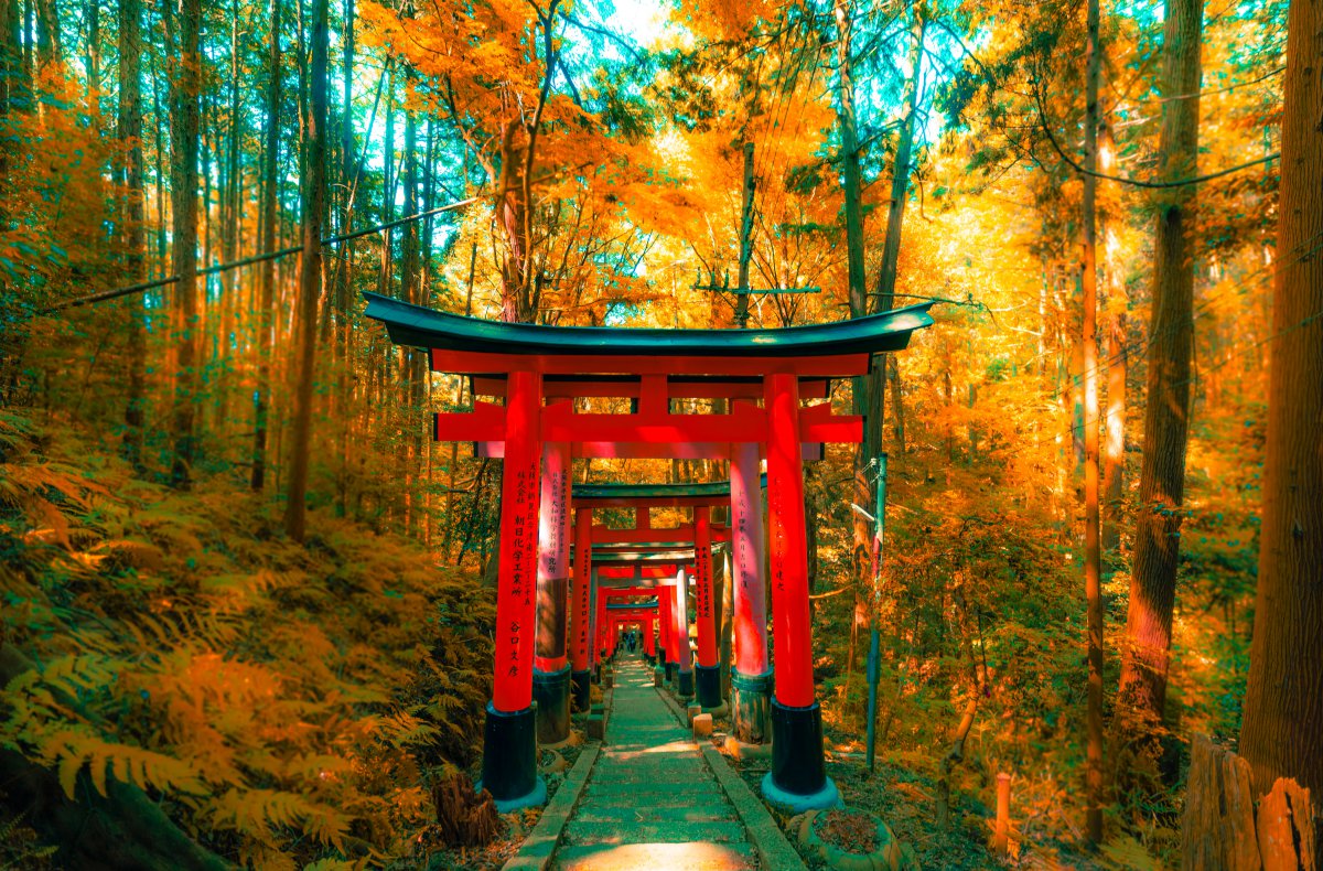 Fushimi inari autumn