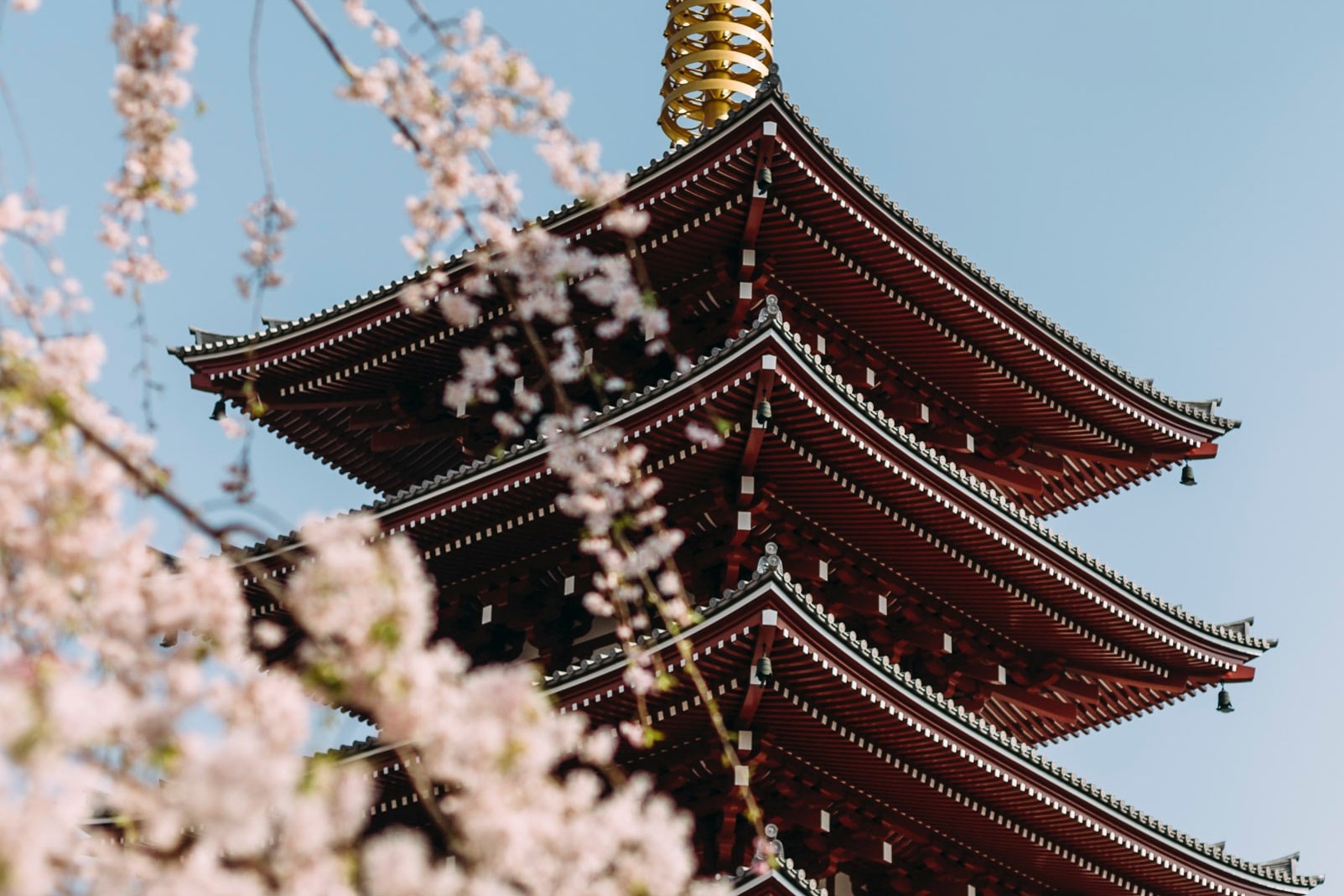 temple sakura