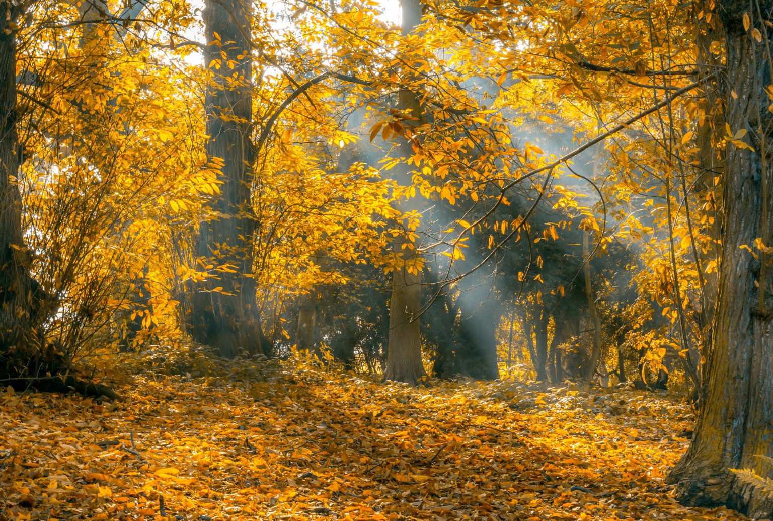 koyo-10-places-to-see-autumn-leaves-in-tokyo-this-year-tokyo-cheapo