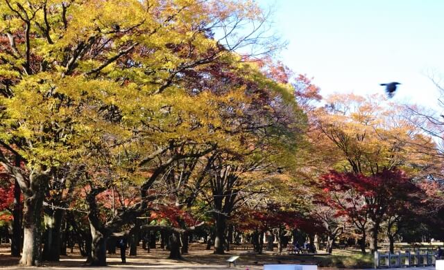 Yoyogi Park