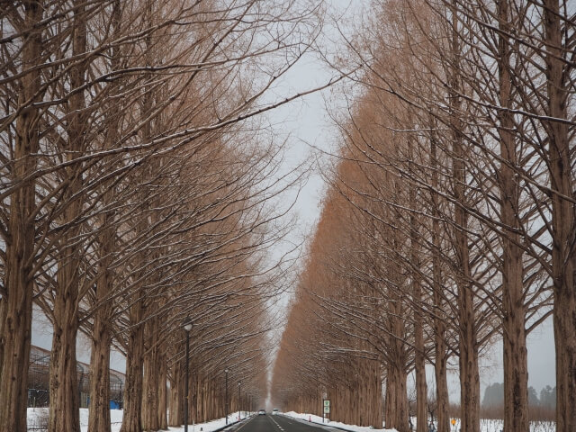 travel to japan winter
