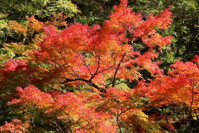 best places to visit in japan autumn