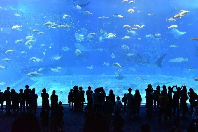 The Fish Tanks In This Tokyo Art Aquarium Are Beyond Awesome