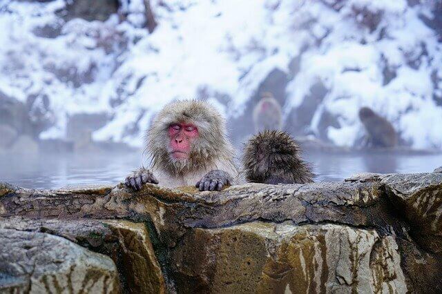 Snow Monkey Nagano