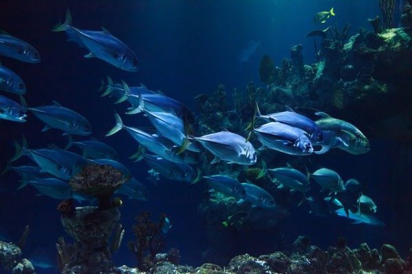 10 Best Aquariums around Tokyo 2024 | Japan Wonder Travel Blog