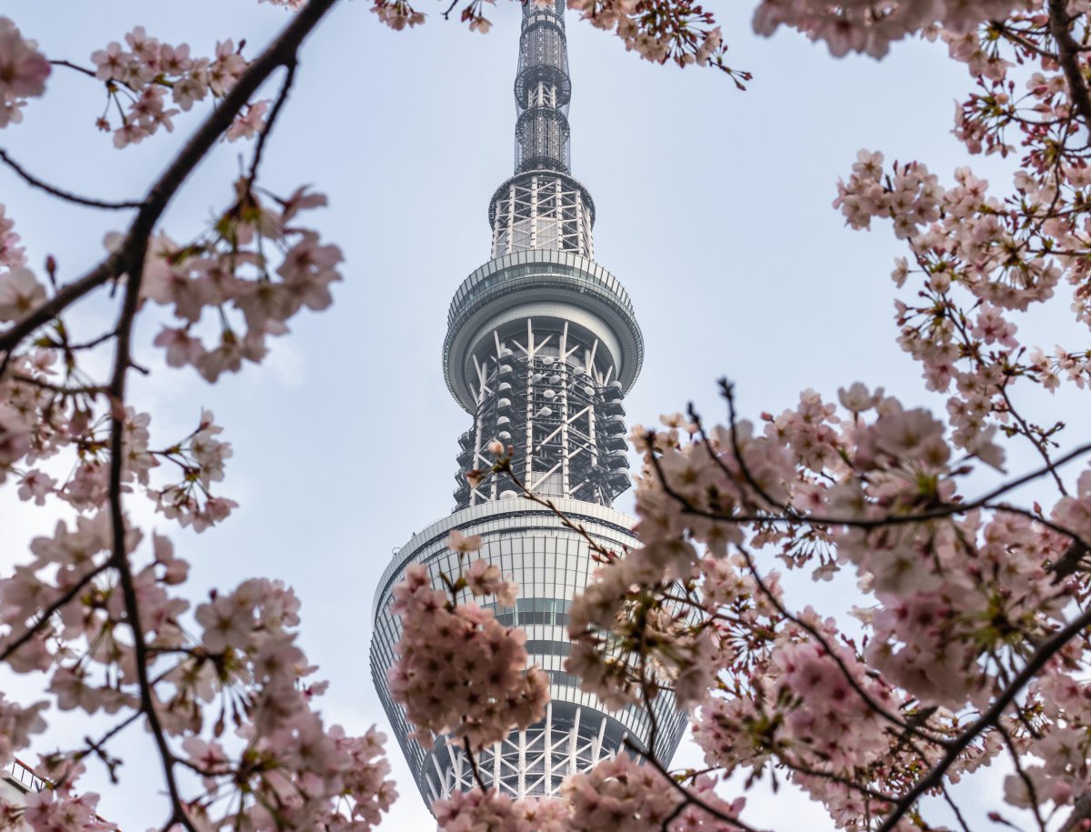 Skytree sakura