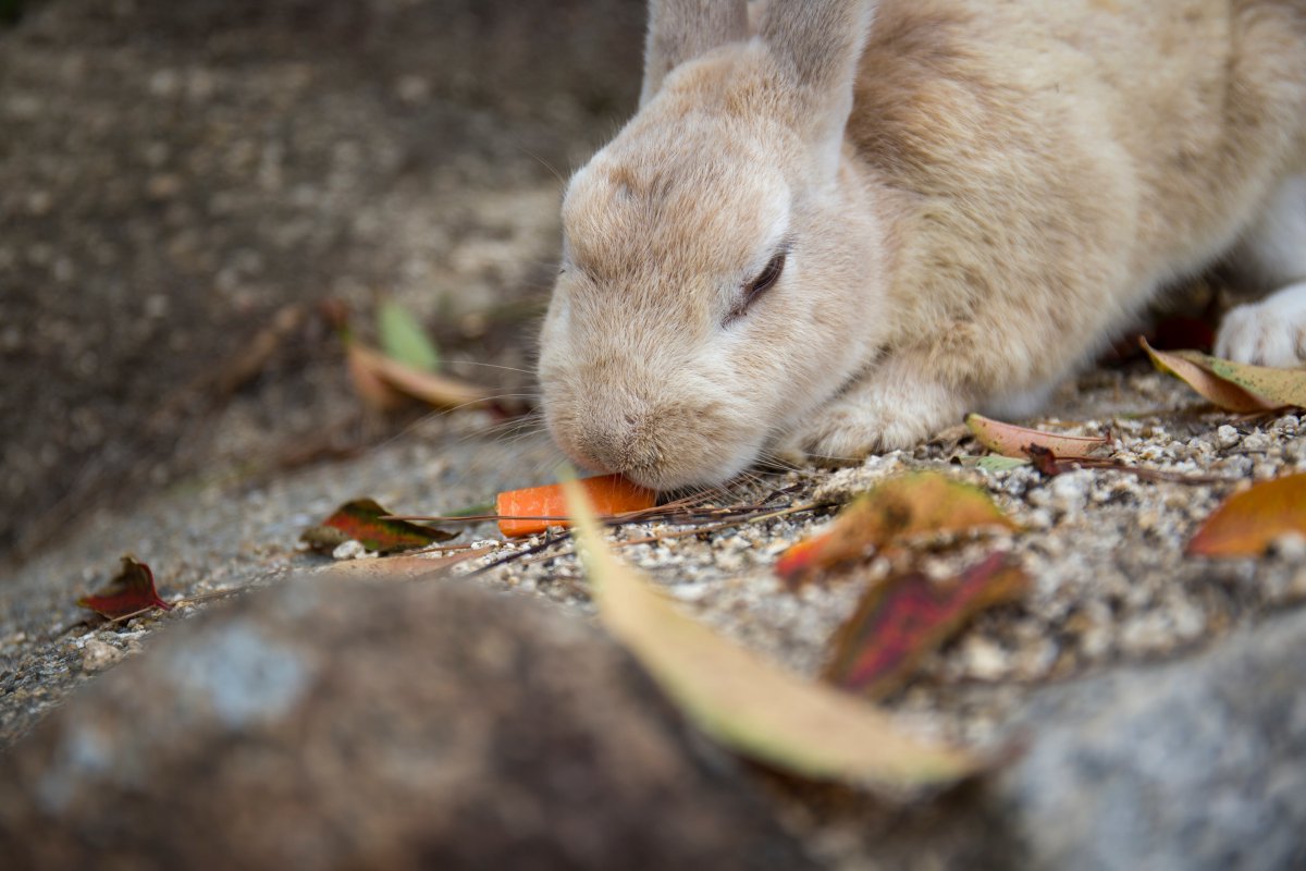 Японский заяц. Вино Rabbit Island. Rabbit Island Japan. How born Rabbit.