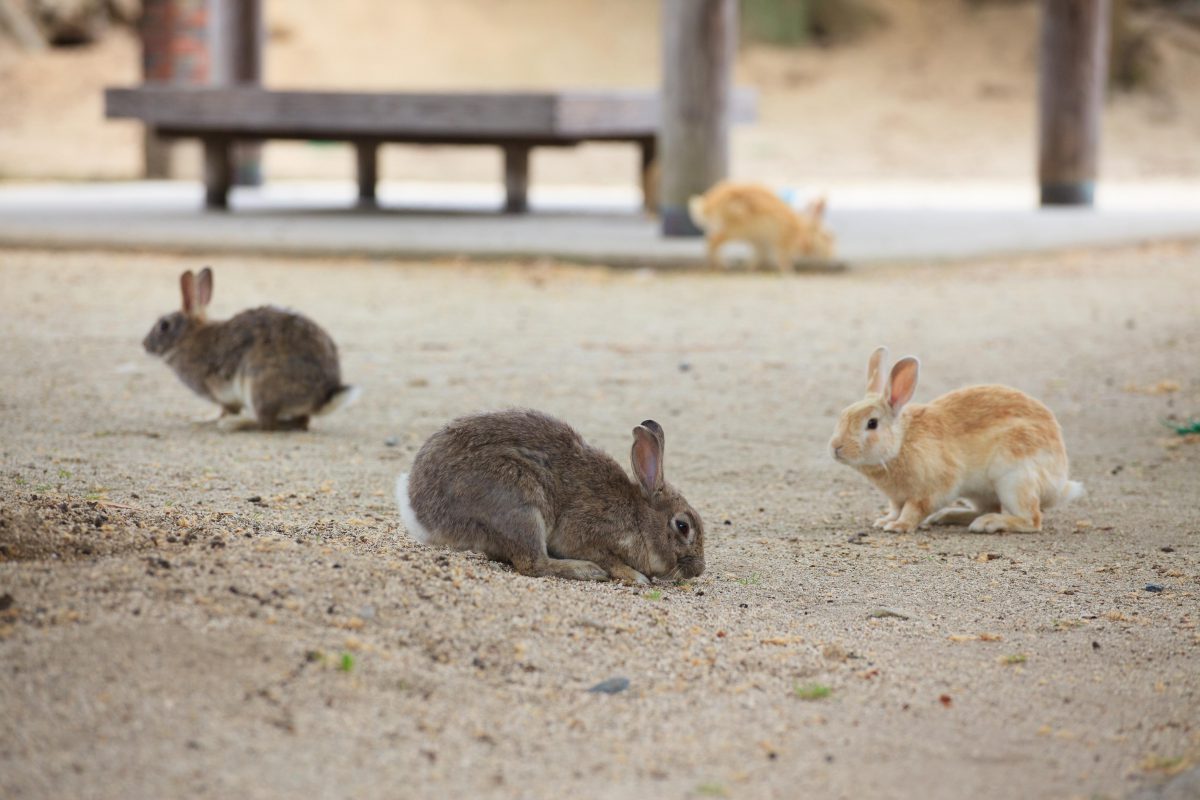 Okunoshima