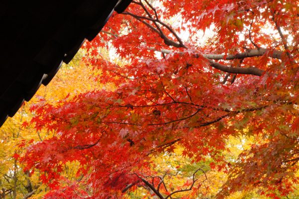Fushimi Inari Shrine Overview | Japan Wonder Travel Blog