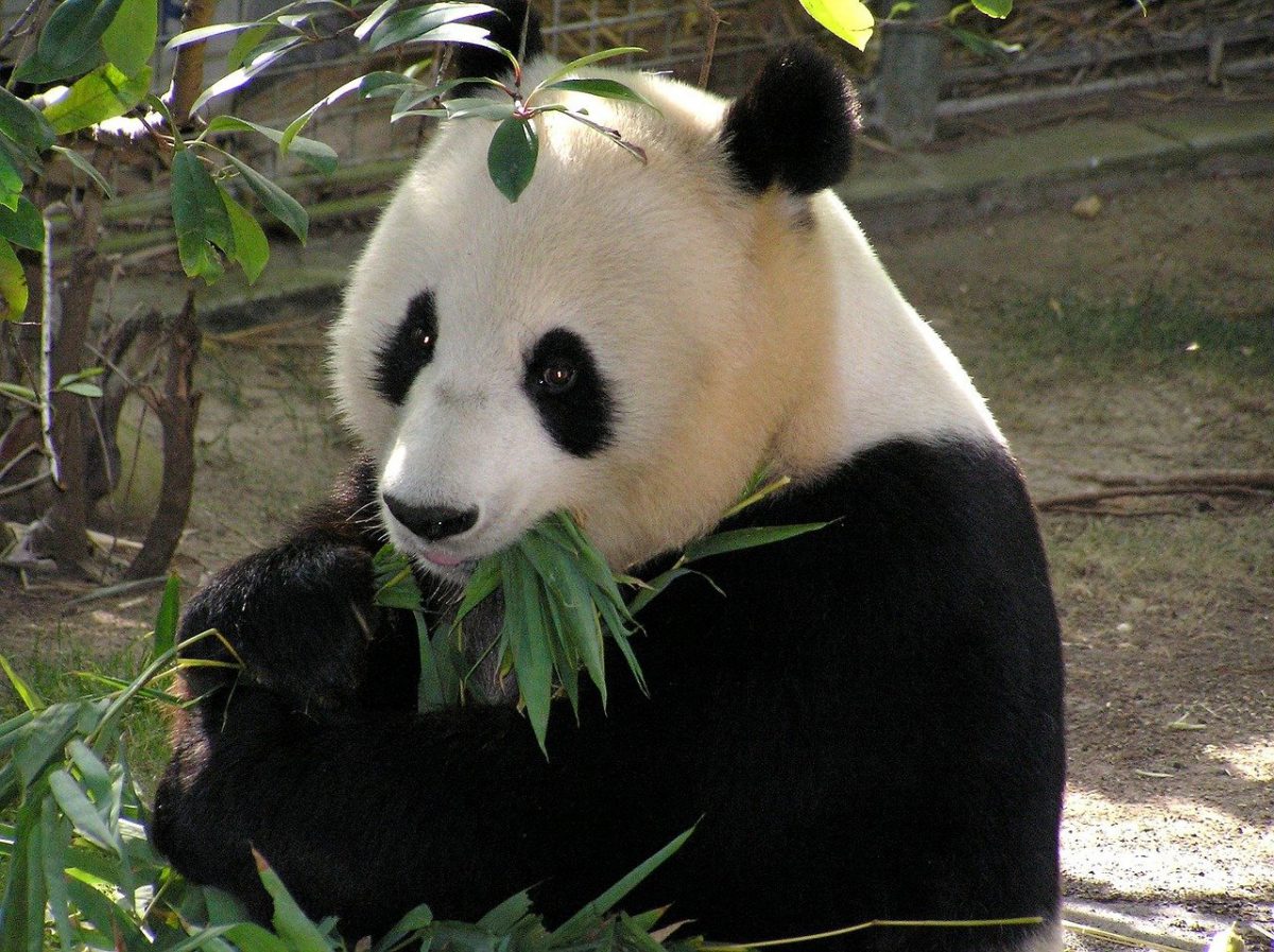 ueno zoo panda