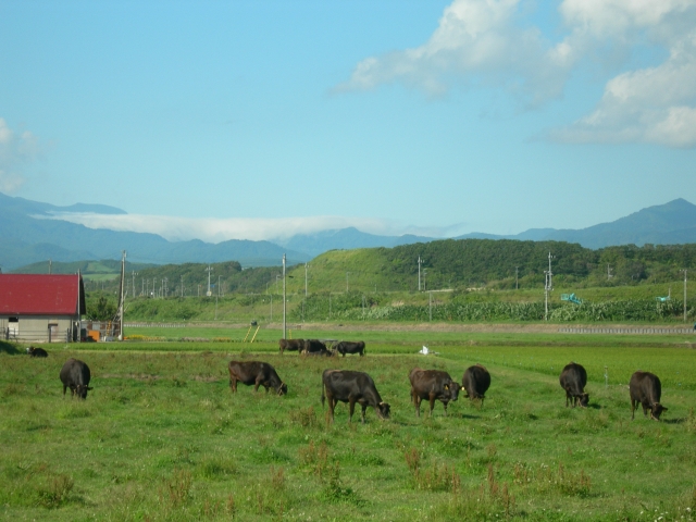 All you need to know about Japanese Wagyu Beef