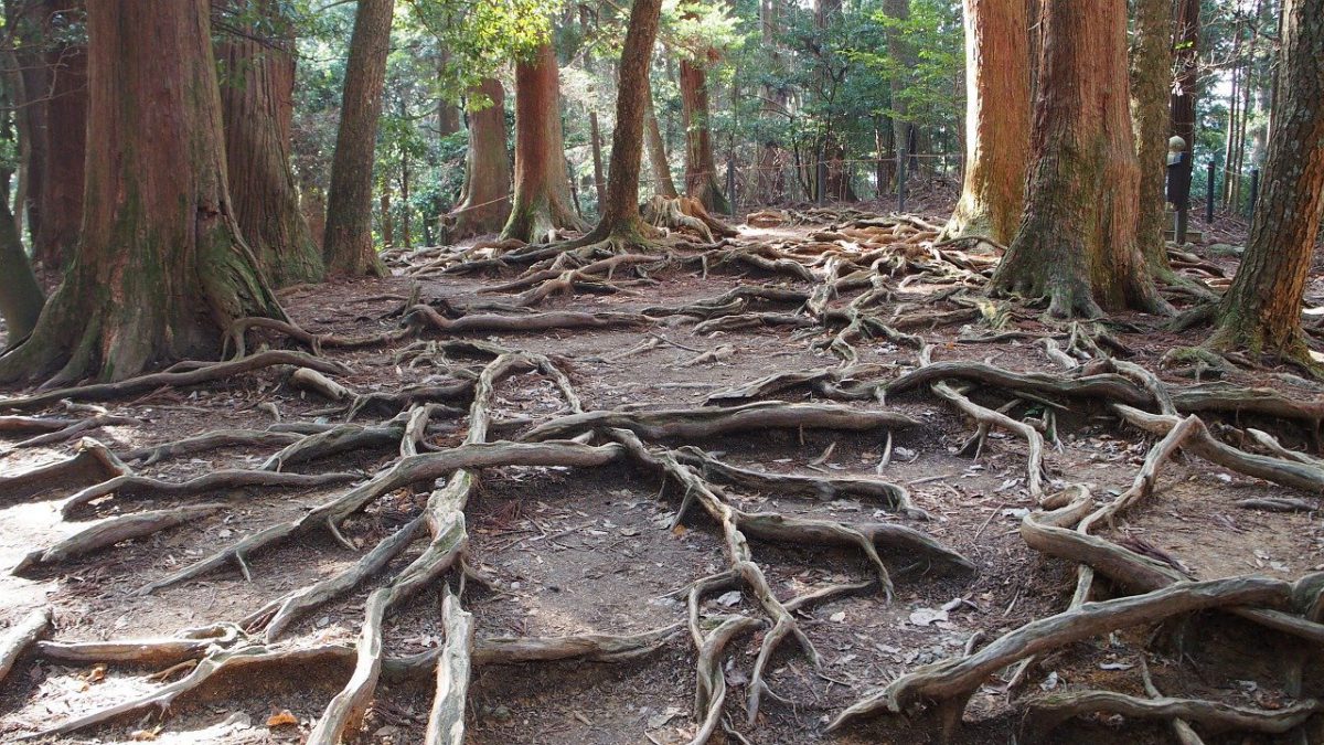 Kibune - Kurama hiking