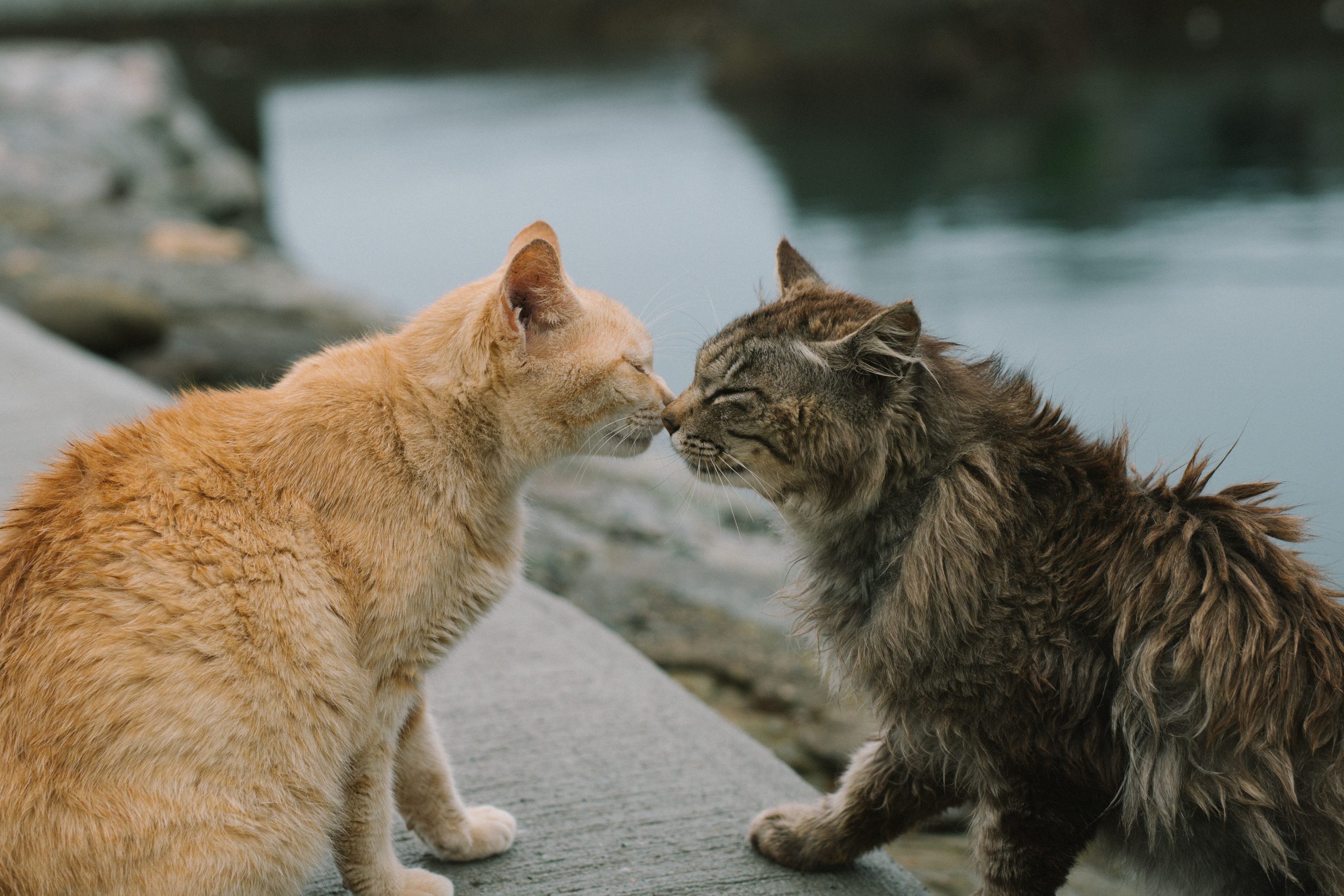 Aoshima Island has 100 cats, and we photographed almost all of them