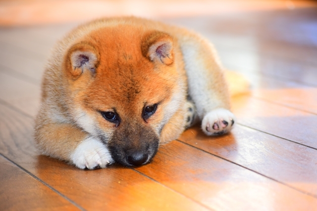 Cats and Dogs Cafe: Tokyo Oshiage