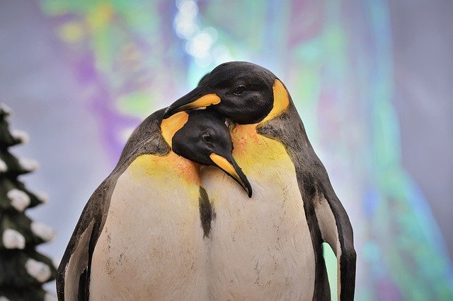 Penguin