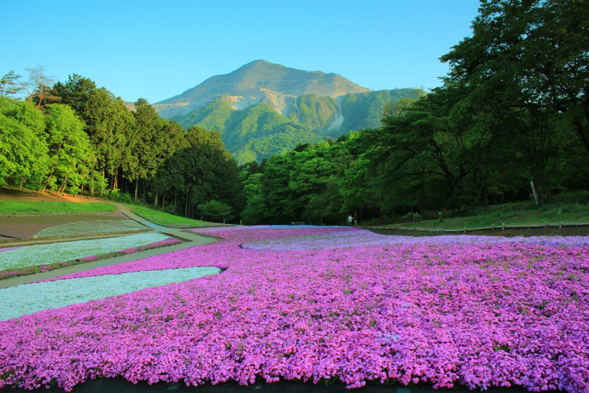 Chichibu Hitsujiyama Park