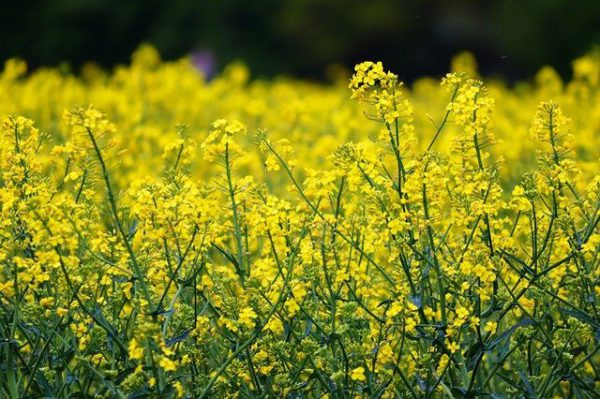 10 Most Beautiful Flower Parks to Visit in Japan | Japan Wonder Travel Blog