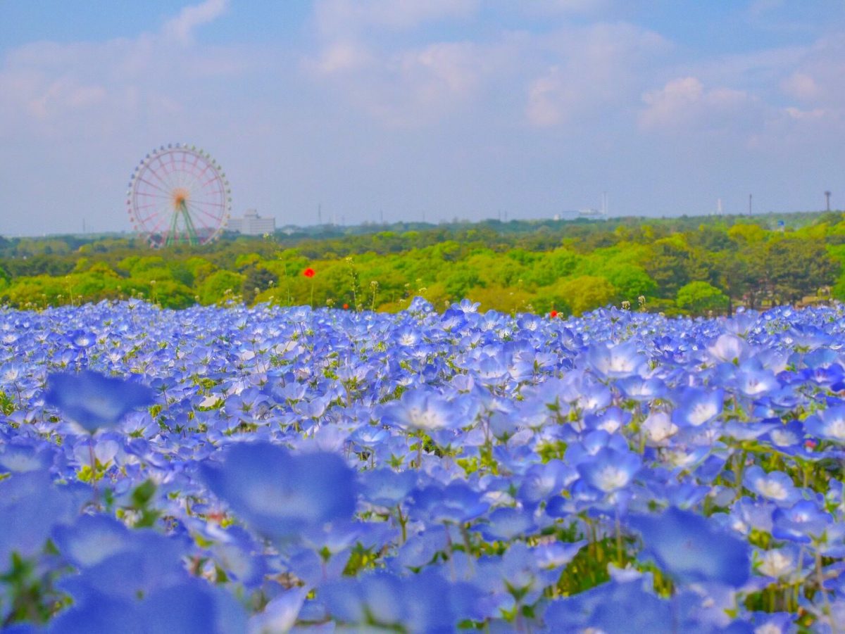 10 Most Beautiful Flower Parks to Visit in Japan Japan Wonder Travel Blog