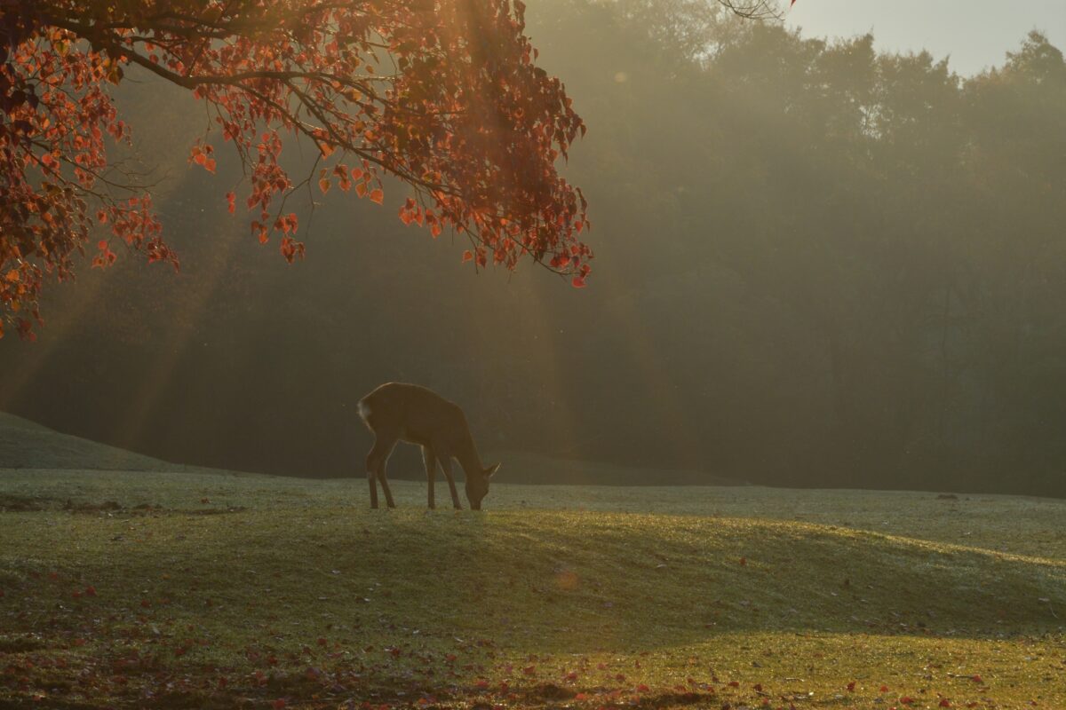 Nara Park