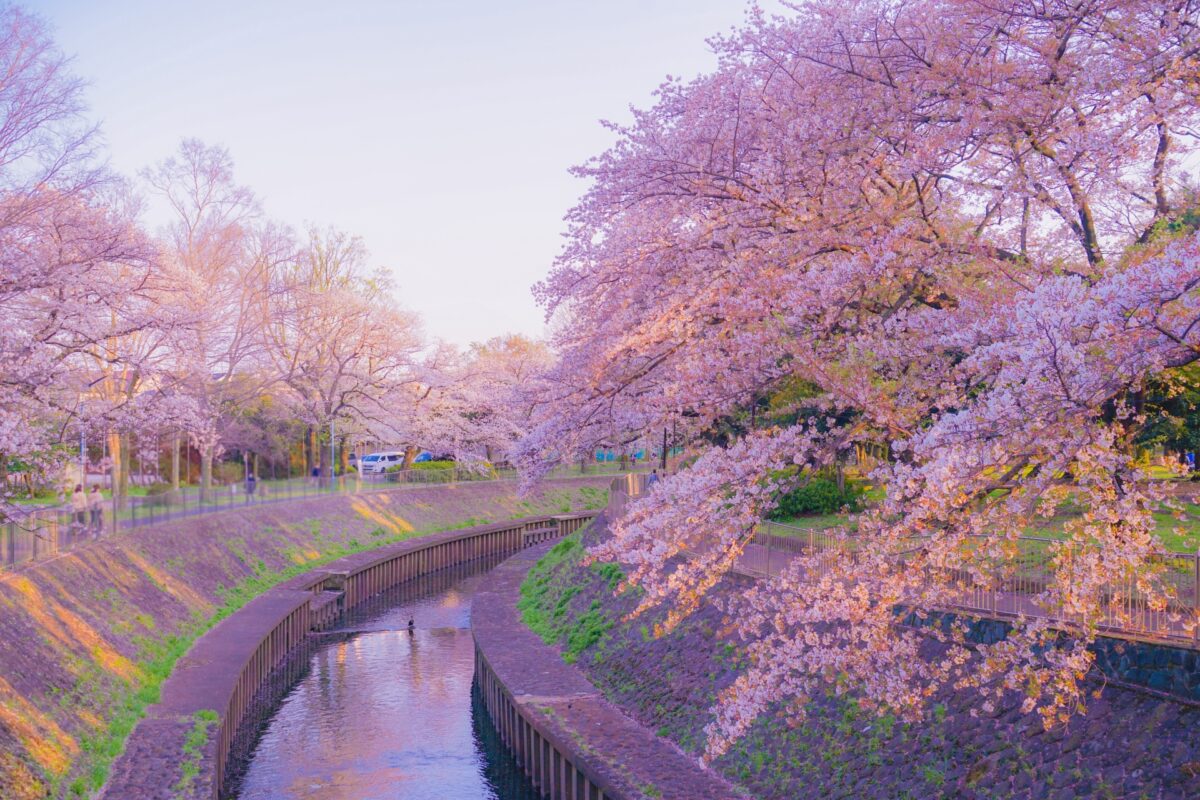 zenpukuji river sakura 