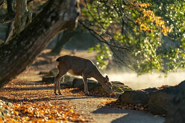 Nara park