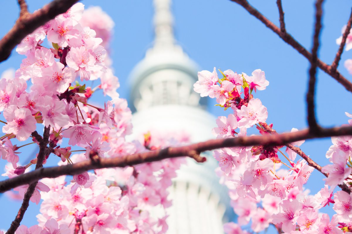 12 Hidden Less Crowded Cherry Blossom Spots in Tokyo 2024 Japan