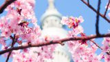 best time to visit japan for cherry blossoms