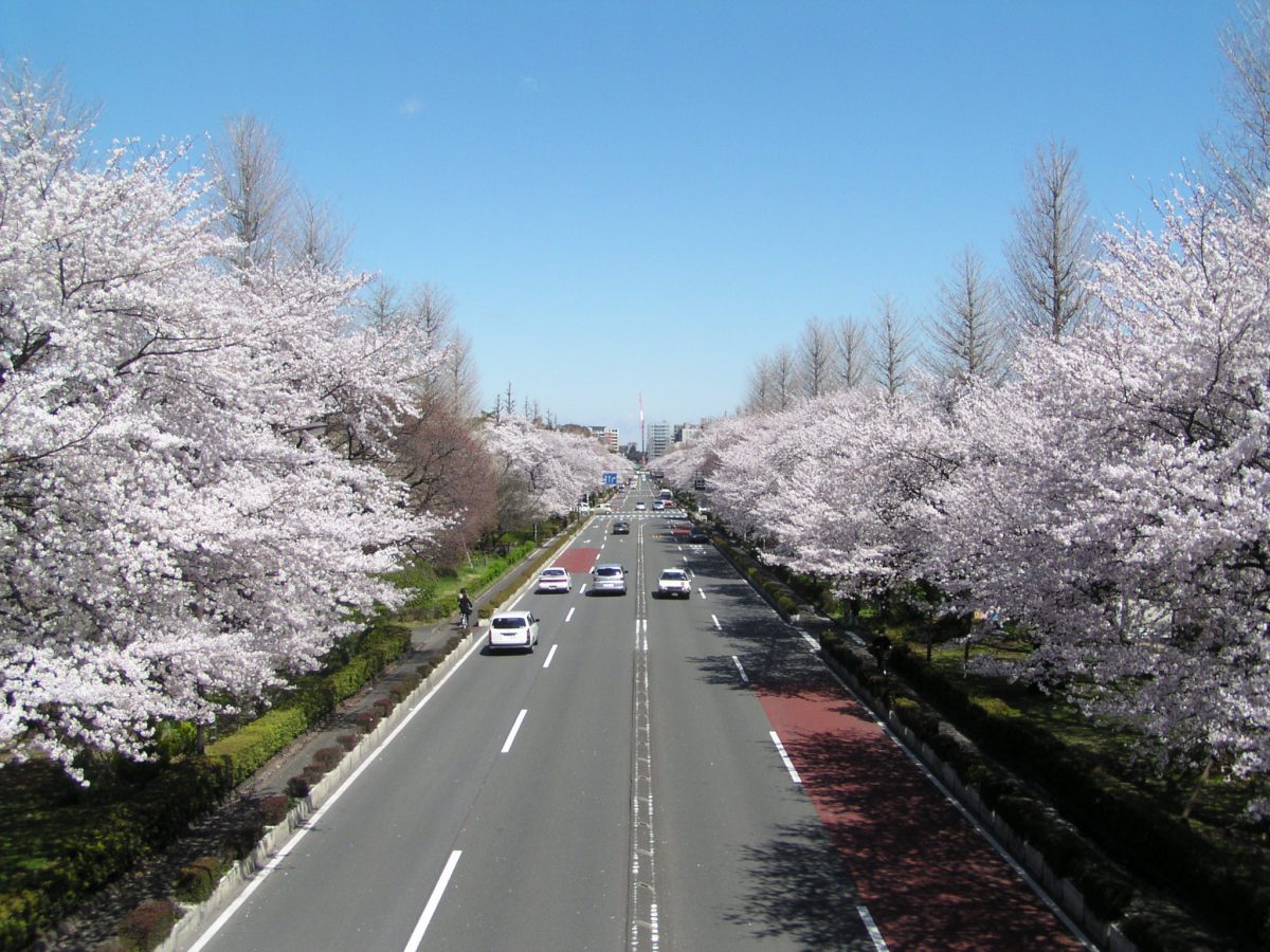 cherry blossom at Kunitachi