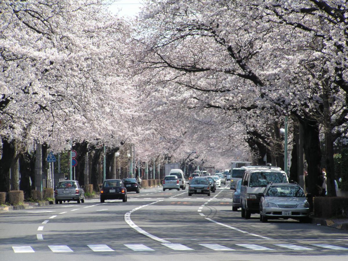 cherry blossom at Kunitachi