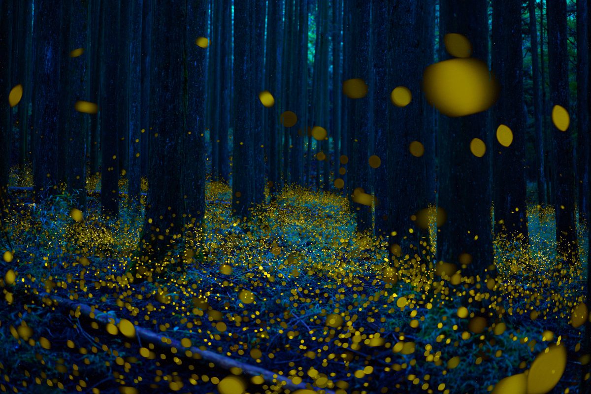 Hotaru fireflies
