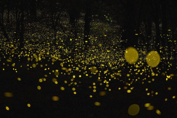 8 Best Places to See Fireflies in Japan 2024 | Japan Wonder Travel Blog