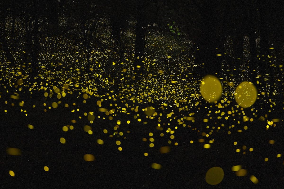 hotaru fireflies
