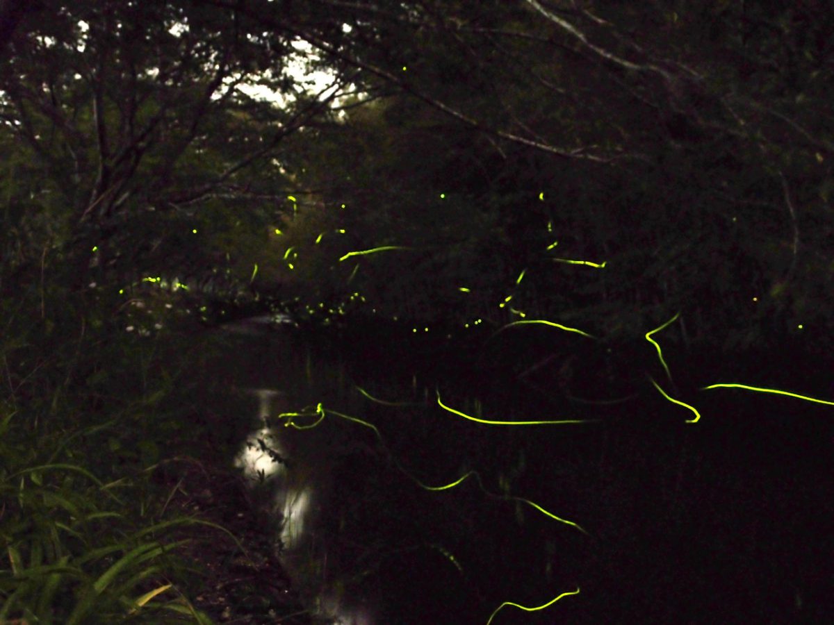 Hotaru (Firefly)｜Experience｜HIDDEN VILLAGE in HIROSHIMA