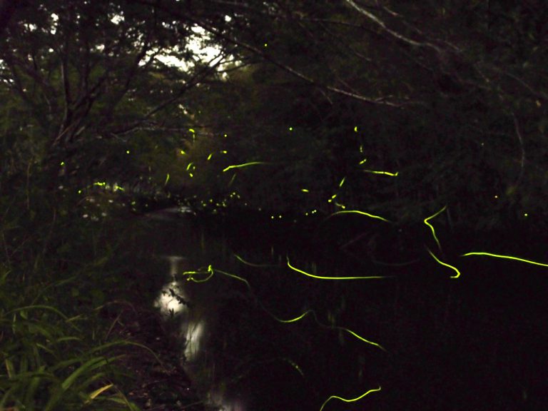 8 Best Places to See Fireflies in Japan 2024 | Japan Wonder Travel Blog