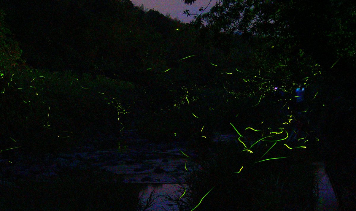 8 Best Places to See Fireflies in Japan 2024 | Japan Wonder Travel Blog