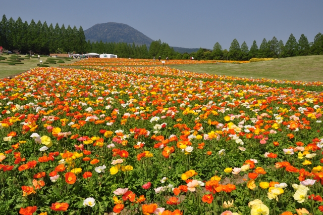Kirishima flowerfield