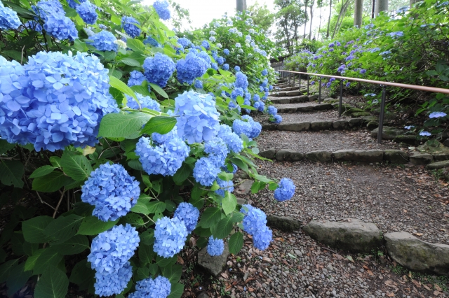 10 Best Places To See Hydrangeas In Tokyo Area 21