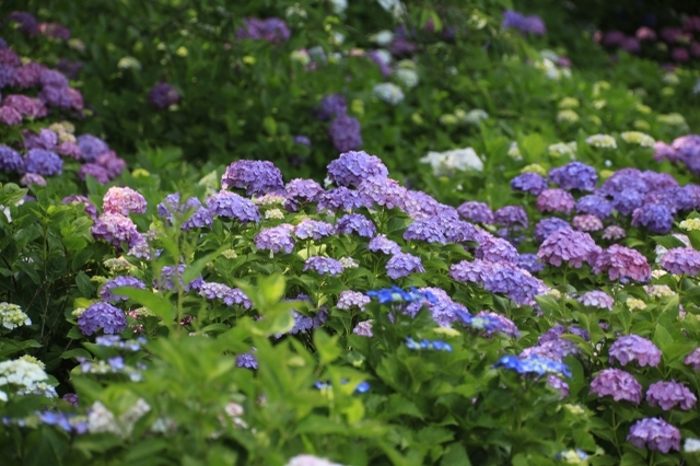 10 Best Places To See Hydrangeas In Tokyo Area 21