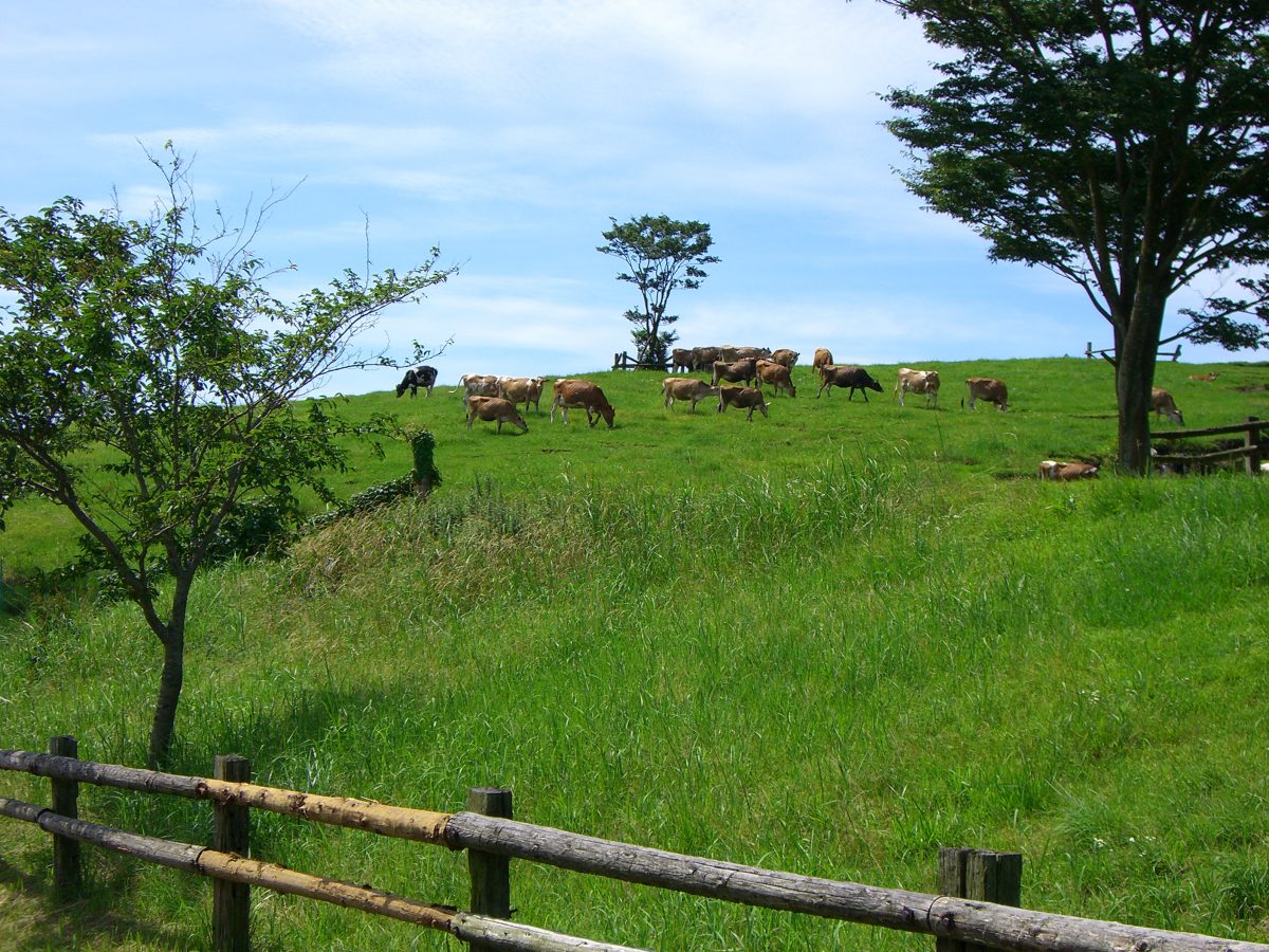 Takachiho Farm